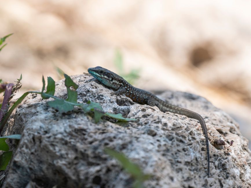 Close-up of a lizard basking in the sun on a rocky surface with foliage.