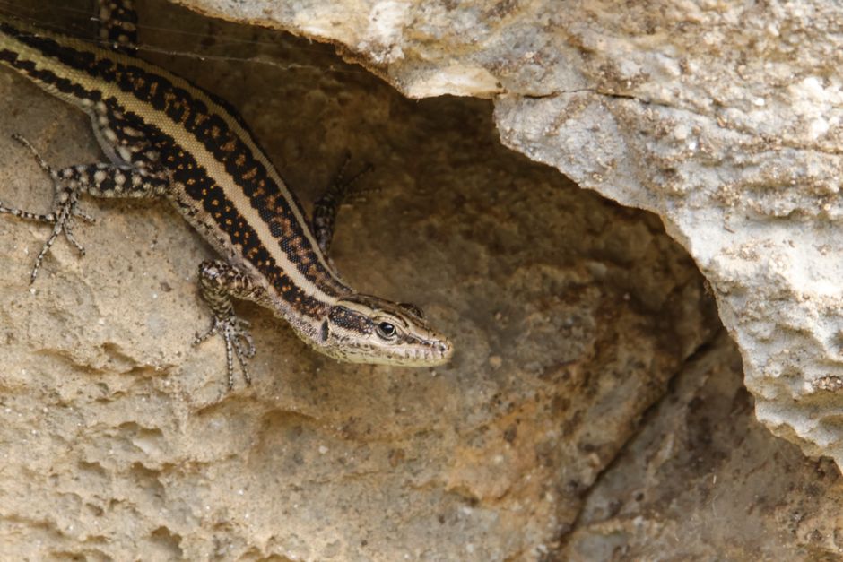 Detailed view of a lizard resting on rugged rocks, showcasing its natural habitat and intricate patterns.