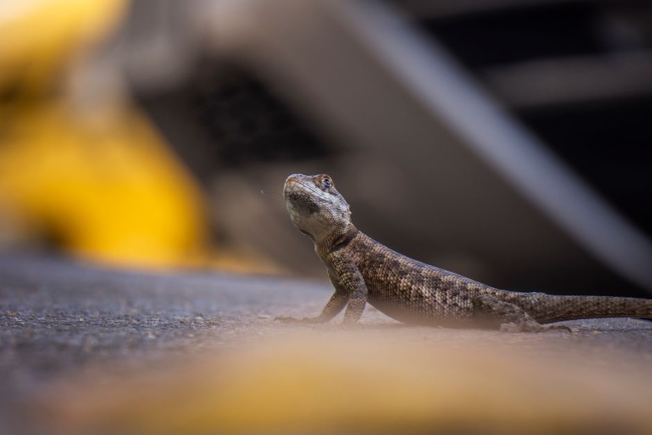A detailed close-up image of a small lizard on an urban street surface, showcasing nature in the city.
