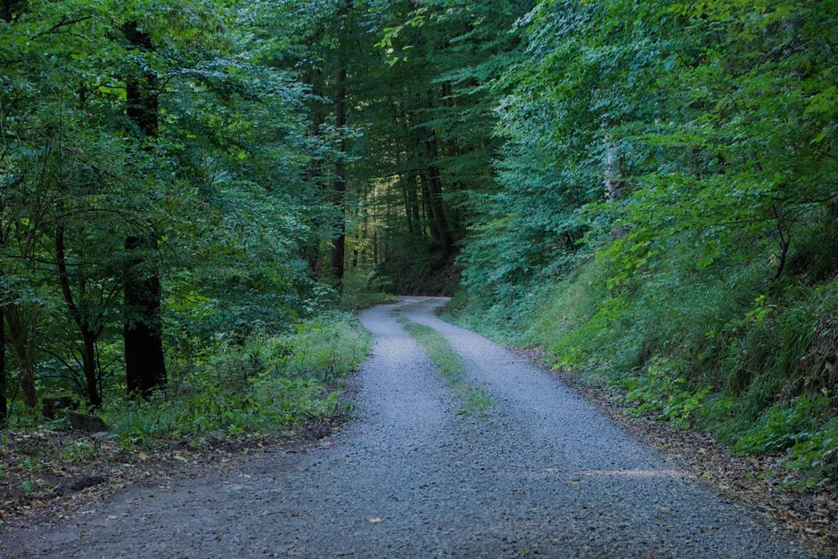 Peaceful forest path winding through lush greenery in the heart of nature.