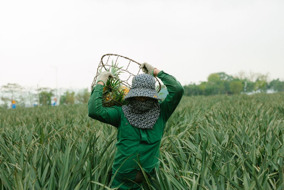 A farm worker harvests pineapples wearing protective gear in a lush, green field.