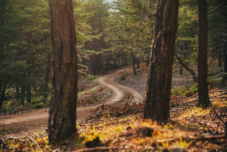 A dirt path meanders through a serene forest, surrounded by lush trees in warm sunlight.